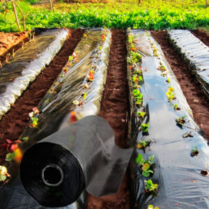 Manga Plástica p/ Morangos